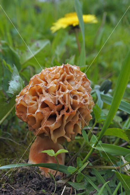 Gewone morielje (Morchella esculenta)