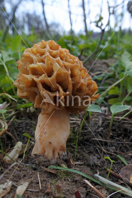 Common morel (Morchella esculenta)