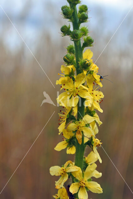 Agrimony (Agrimonia eupatoria)