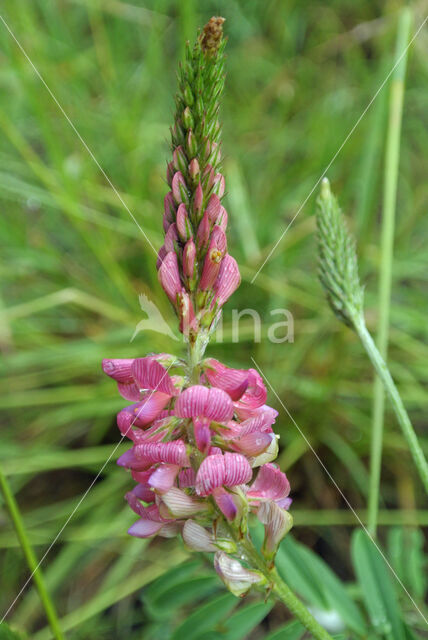 Common Sainfoin (Onobrychis viciifolia)