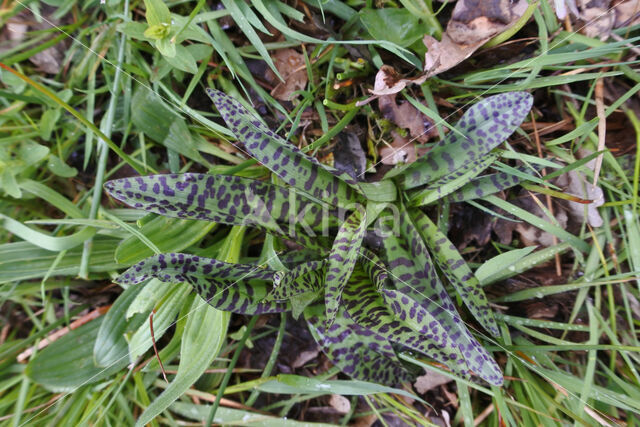 Gevlekte orchis (Dactylorhiza maculata)