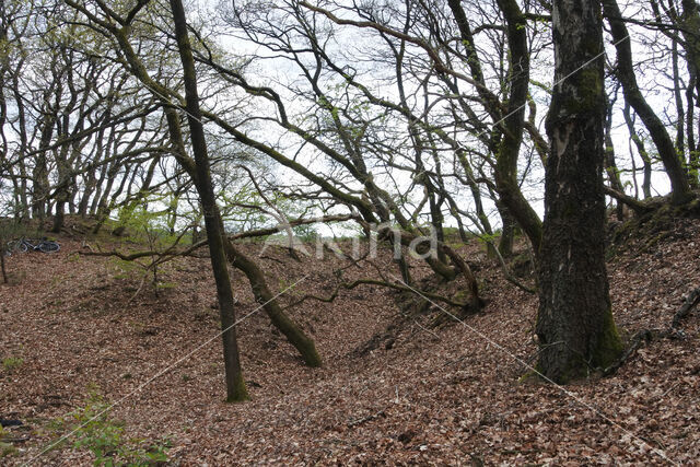 Zomereik (Quercus robur)