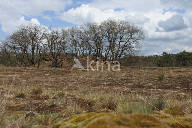 Common Oak