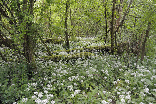 Ramsons (Allium ursinum)