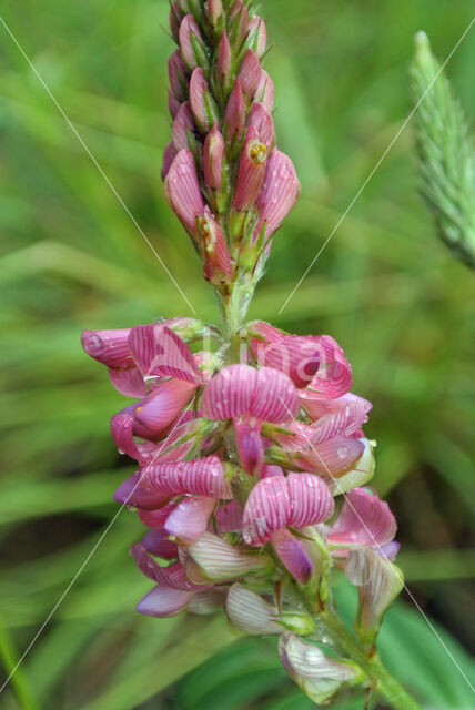 Common Sainfoin (Onobrychis viciifolia)