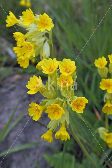Gulden sleutelbloem (Primula veris)