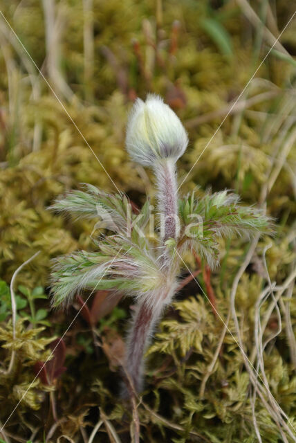 Voorjaarsanemoon (Pulsatilla vernalis)