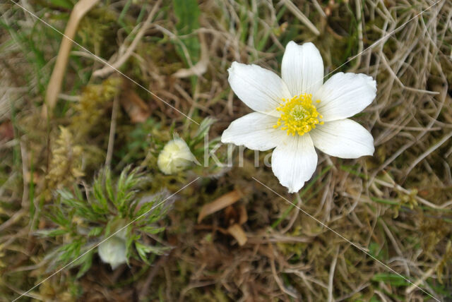 Voorjaarsanemoon (Pulsatilla vernalis)