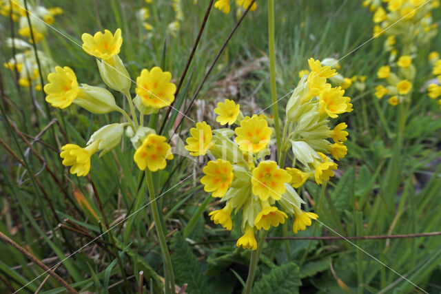 Gulden sleutelbloem (Primula veris)