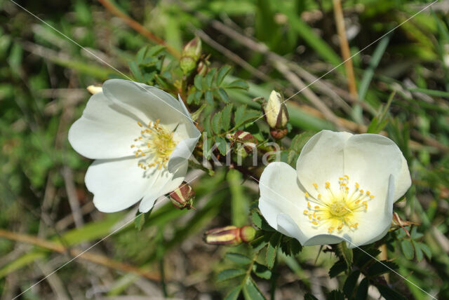 Duinroosje (Rosa pimpinellifolia)