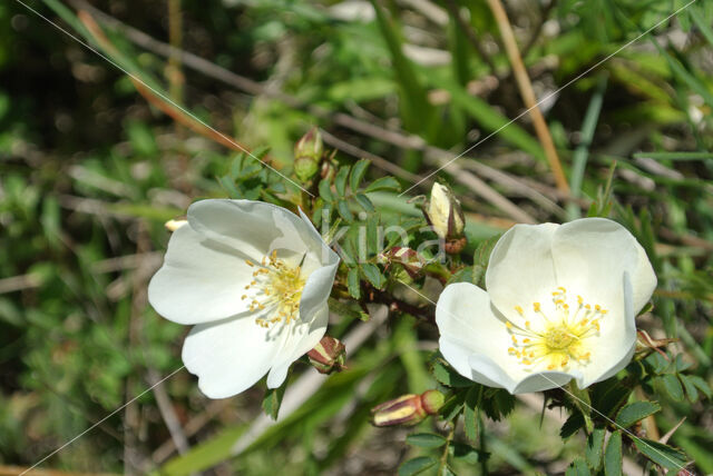 Duinroosje (Rosa pimpinellifolia)