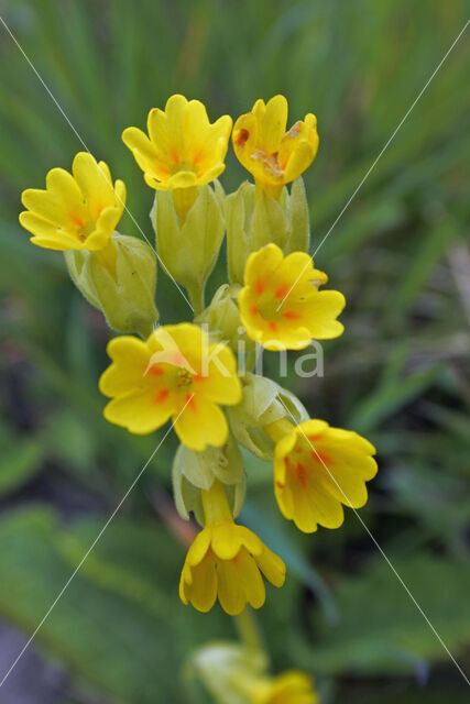 Gulden sleutelbloem (Primula veris)