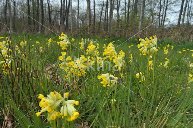 Cowslip (Primula veris)