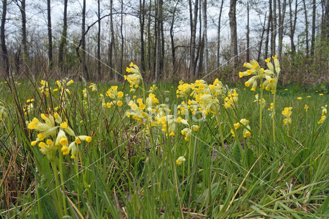 Gulden sleutelbloem (Primula veris)