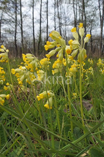 Gulden sleutelbloem (Primula veris)