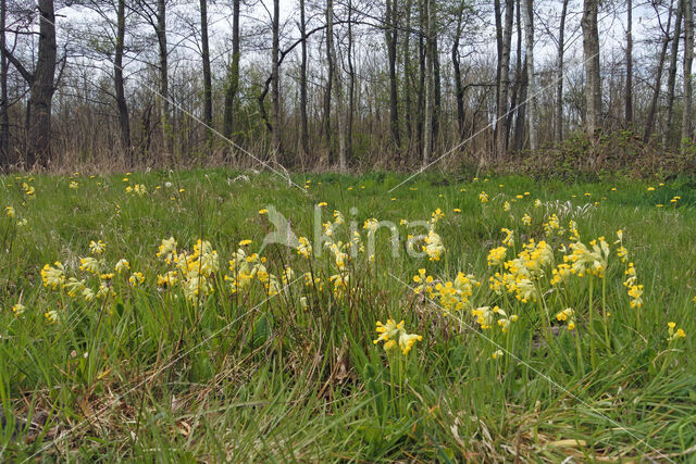 Gulden sleutelbloem (Primula veris)