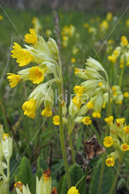 Cowslip (Primula veris)