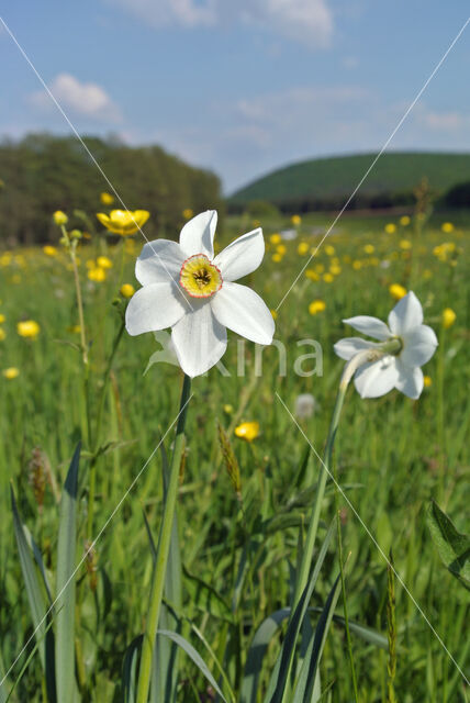 Pheasant's-eye Daffodil (Narcissus poeticus)