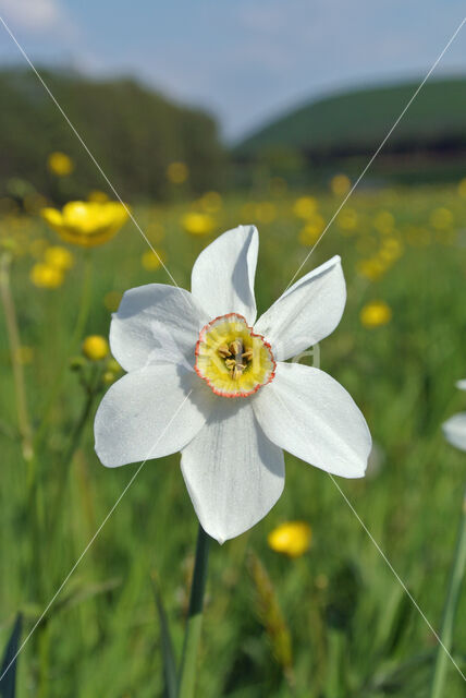 Pheasant's-eye Daffodil (Narcissus poeticus)