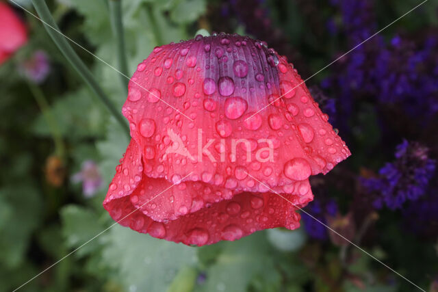 Opium Poppy (Papaver somniferum)