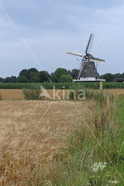 Cultivated Oat (Avena sativa)