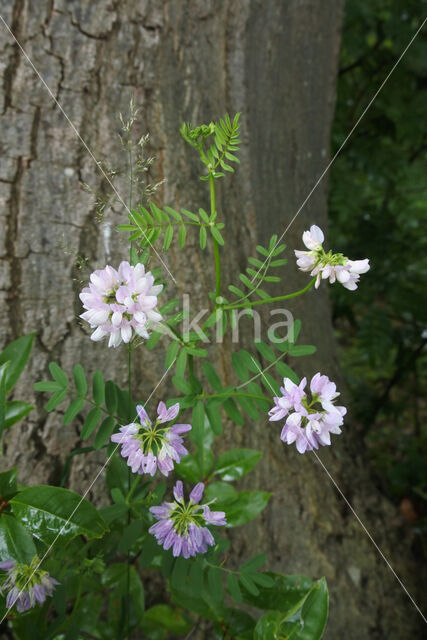 Bont Kroonkruid (Securigera varia)