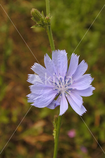 Chicory (Cichorium intybus)