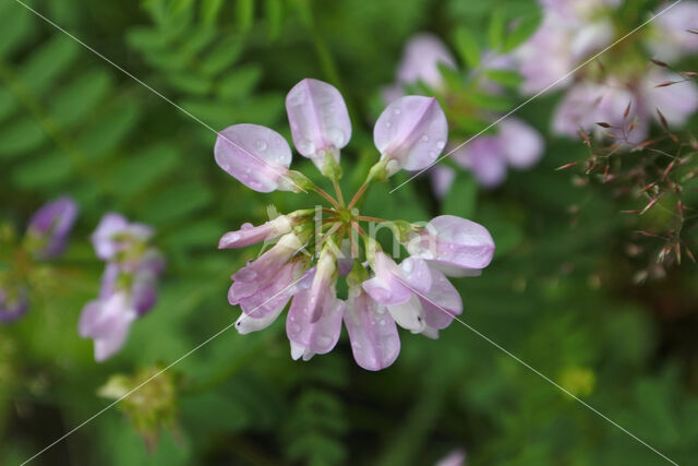 Crown Vetch (Securigera varia)