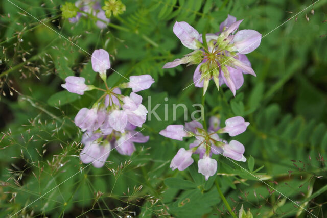 Crown Vetch (Securigera varia)