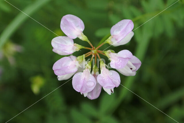 Crown Vetch (Securigera varia)