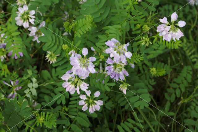 Crown Vetch (Securigera varia)