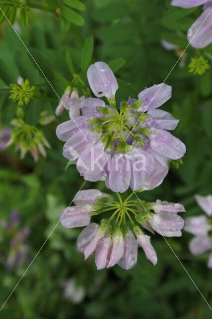 Crown Vetch (Securigera varia)