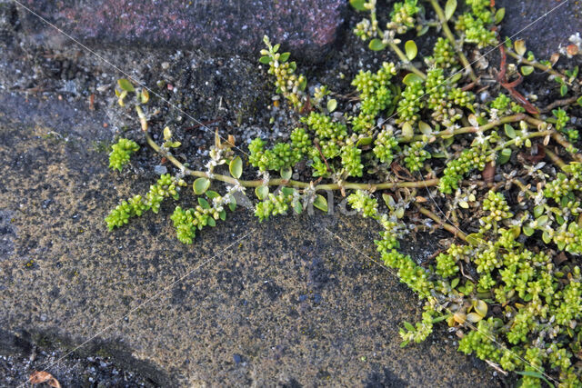 Kaal breukkruid (Herniaria glabra)