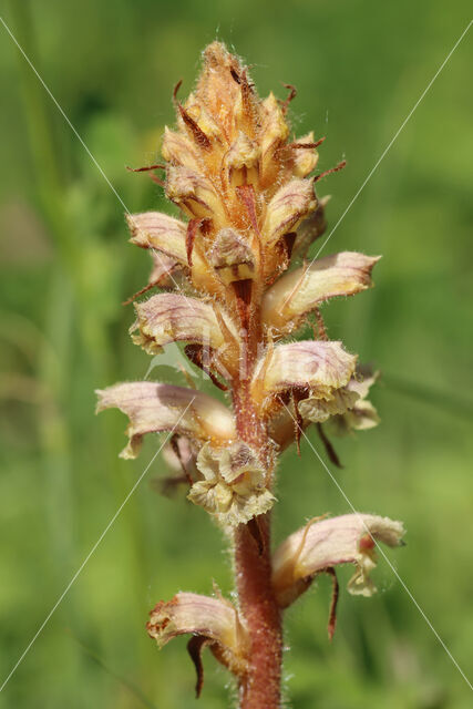 Klavervreter (Orobanche minor)