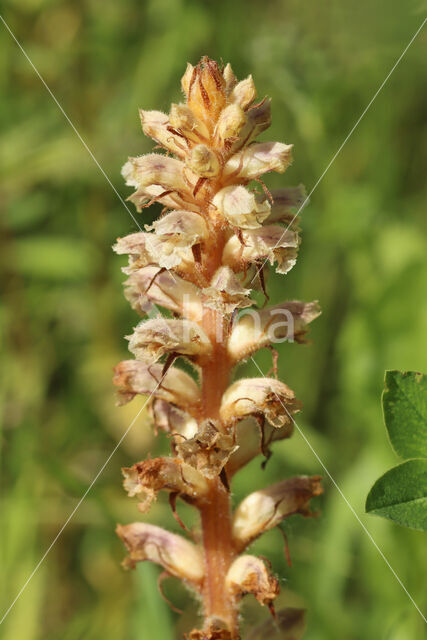 Klavervreter (Orobanche minor)