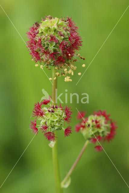 Salad Burnet (Sanguisorba minor)