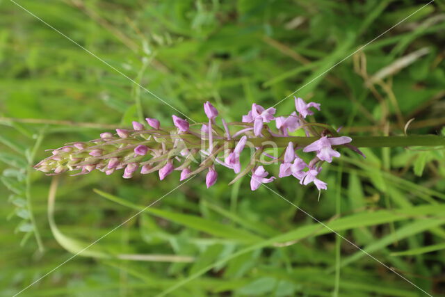 Fragant Orchid (Gymnadenia conopsea)