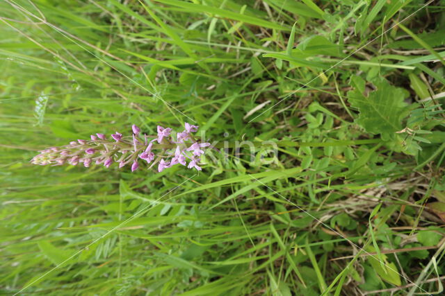 Fragant Orchid (Gymnadenia conopsea)