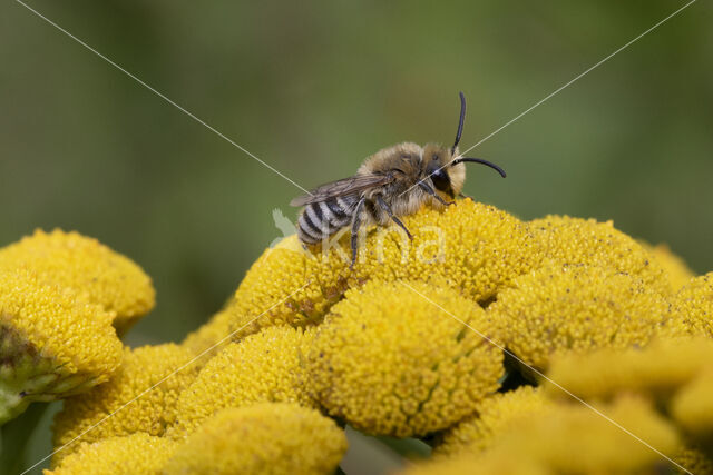 Colletes daviesanus