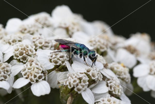 Gewone Goudwesp (Chrysis ignita)