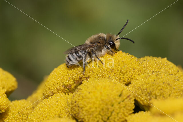 Colletes daviesanus