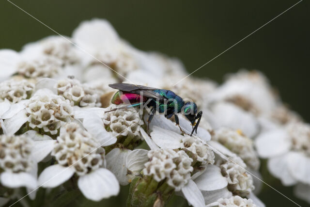gold wasp (Chrysis ignita)