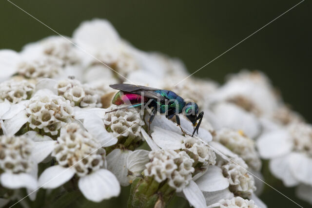 Gewone Goudwesp (Chrysis ignita)