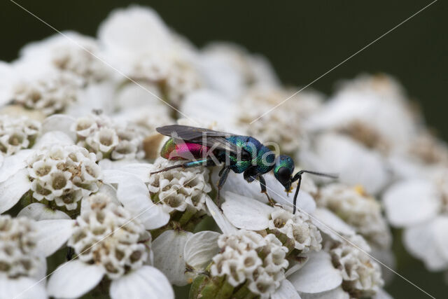 gold wasp (Chrysis ignita)