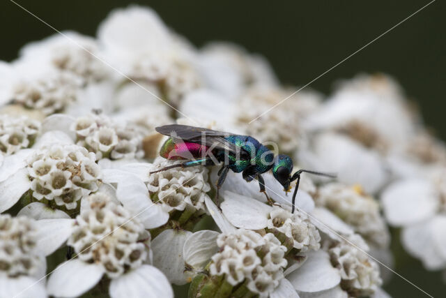 Gewone Goudwesp (Chrysis ignita)