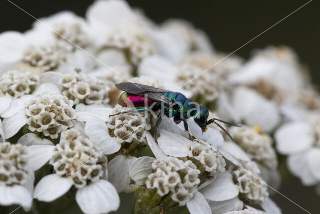 Gewone Goudwesp (Chrysis ignita)