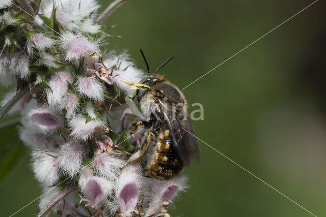 Grote wolbij (Anthidium manicatum)