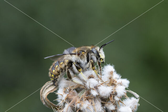 Grote wolbij (Anthidium manicatum)