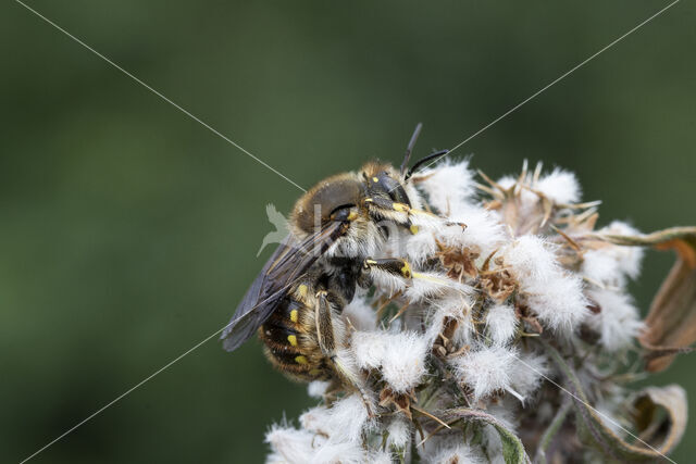 Grote wolbij (Anthidium manicatum)