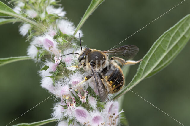 Grote wolbij (Anthidium manicatum)